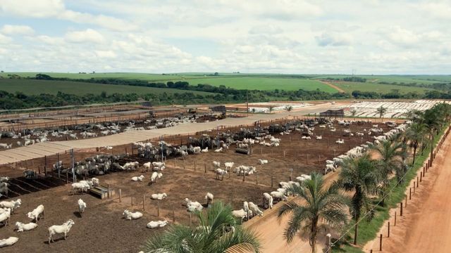O que se sabe do maior centro de experimentos de boi confinado da América Latina