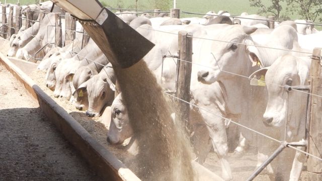 Confinamento: rentabilidade pode chegar a 9,36% em 2023