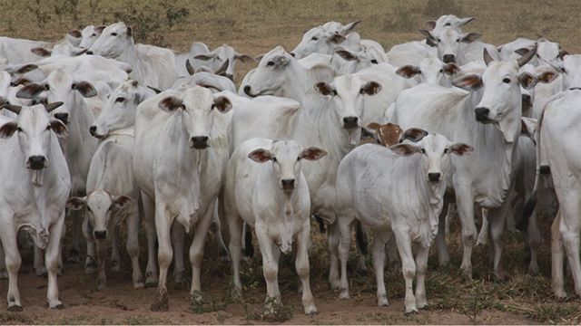 Índice bioeconômico MGTe: saiba o que muda com nova atualização da ANCP