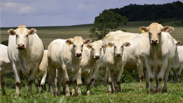 Monta natural: qual o melhor touro para vacas Braford ou Canchim?