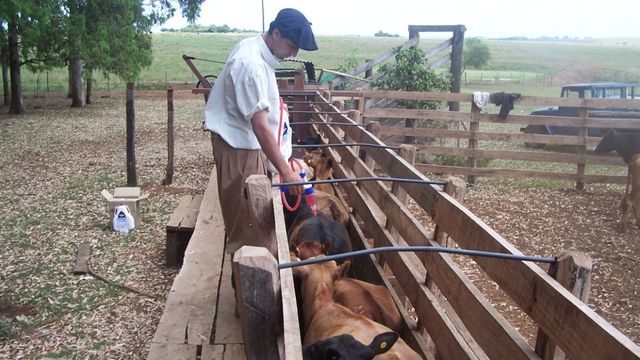 Manejo de carrapaticida no rebanho. Foto: Divulgação/Boehringer Ingelheim