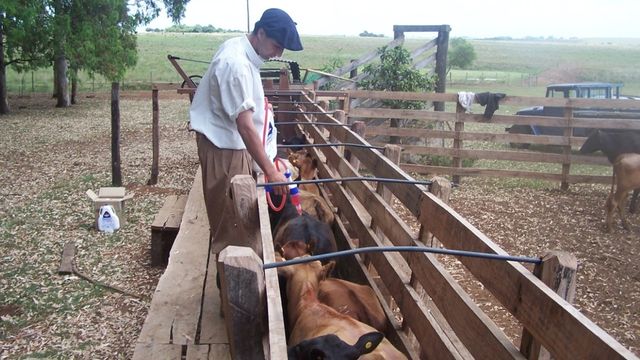 Carrapato: 95% da população está no pasto. Saiba como controlar