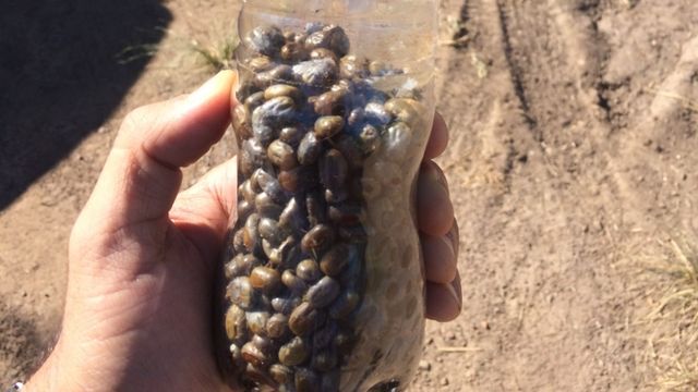 Coleta de carrapatos para ser feito o teste chamado biocarrapaticidograma. Foto: Divulgação/Boehringer Ingelheim