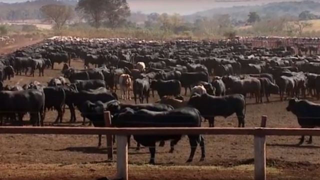 Gado com genética Angus no Confinamento Elite. Foto: Divulgação