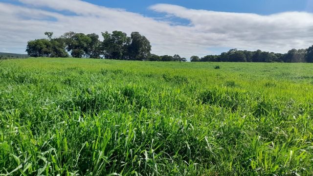 Conheça os três tipos de crescimento dos capins para sua fazenda