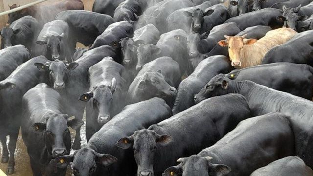 Novilhas Angus semiconfinadas chegam a 19@ em MT Novilhas Angus semiconfinadas chegam a 19@ em MT