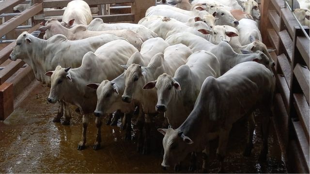 Boi castrado de 20 meses de idade tem bônus de quase R$ 90 em MS