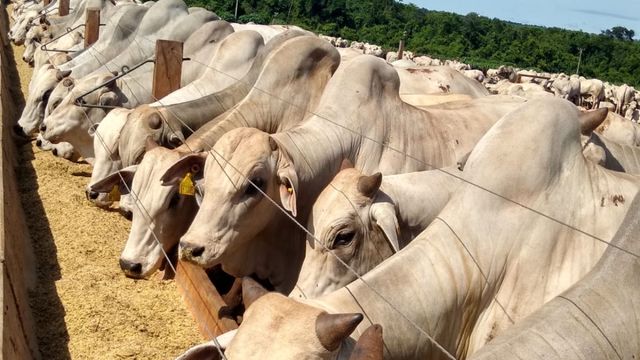 Novilhos de até 30 meses surpreendem com 20,5@ e quase 57% de rendimento em MS