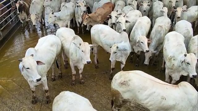 Boiada castrada e suplementada a pasto chega a quase 22@ em MS