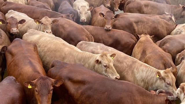 Bovinos das raças Caracu e Curraleiro são destaques em MT