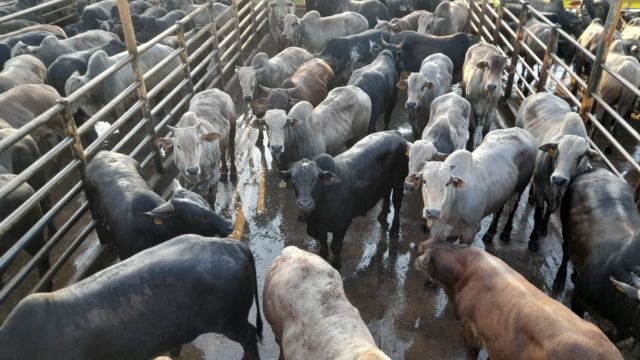 Pecuarista tradicional mineiro faz terminação caprichada e bois passam de 20@
