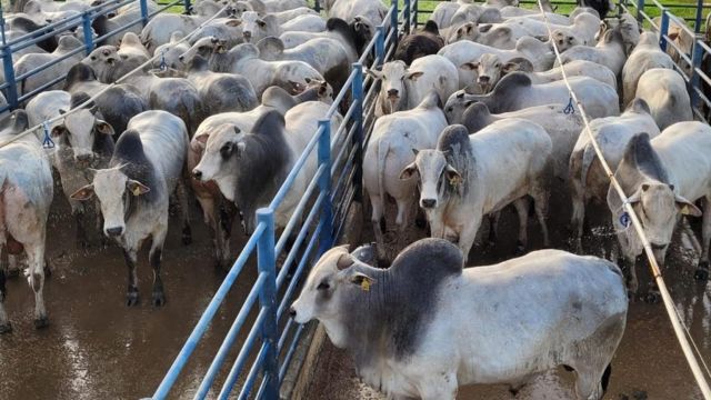 Boiada de encher o curral de MT já tem destino certo: a Europa