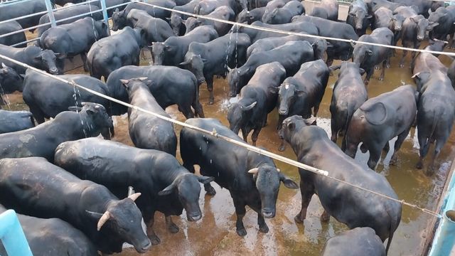 Boiada Angus de até quatro dentes chega a quase 25@ no Pará