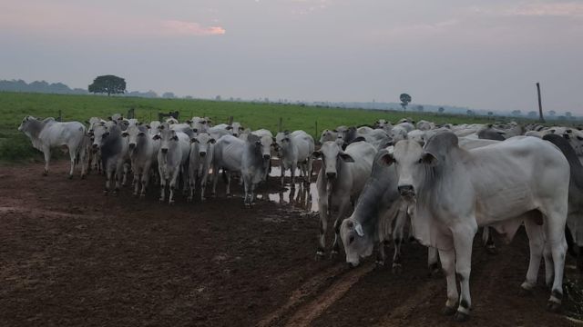 Produtor paraense comemora mais de 30 anos na pecuária com gado de excelência Produtor paraense comemora mais de 30 anos na pecuária com gado de excelência