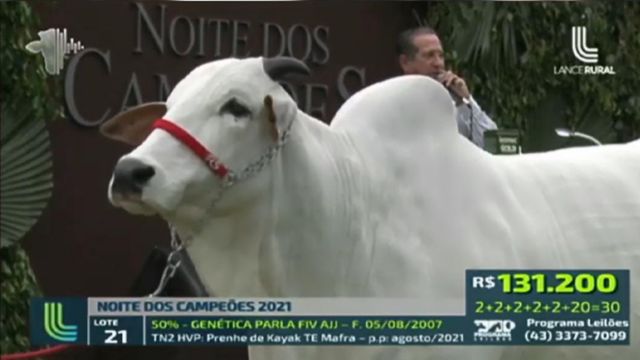 Detalhe de Parla FIV AJJ durante o leilão Noite dos Campeões em 2021. Foto: Reprodução