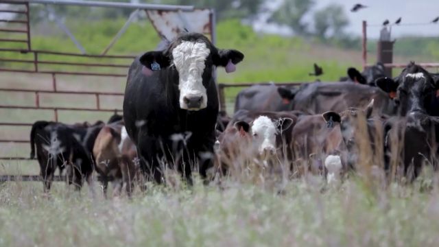 Charolês ou Caracu? Qual touro vai bem em novilhas F1 Simental Black e Angus?