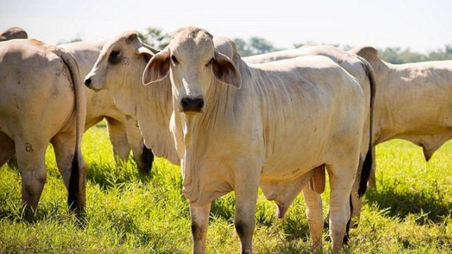 Gado meio-sangue Nelore e Brahman, o Brahmanel, é um bom investimento no Acre?