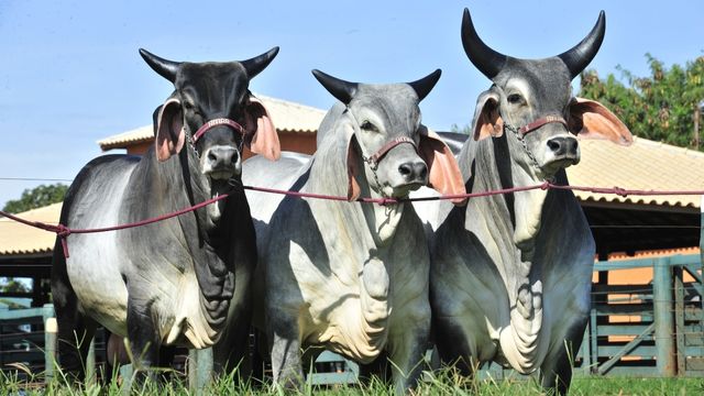 Touro Gurezá: quais vacas de dupla aptidão vão bem com o reprodutor?