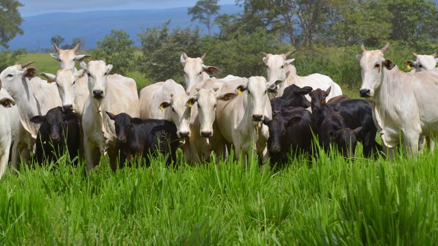 Estas 7 dicas vão elevar a sua produção de gado em 7 vezes. Confira