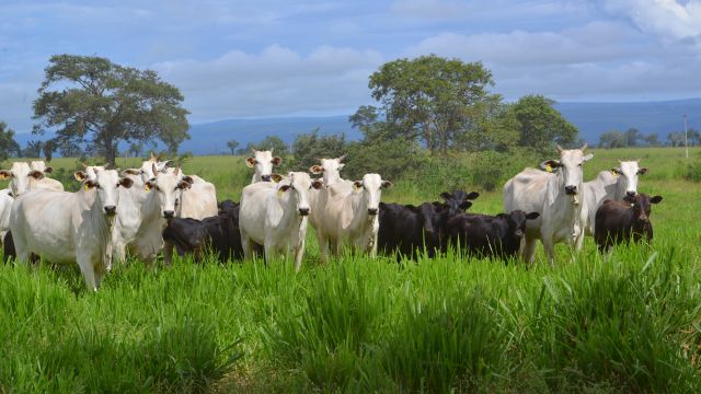Cota Hilton: Brasil exporta apenas 30% de carne bovina para Europa