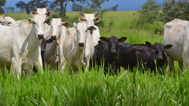 Conheça a biotecnologia de superovulação. Técnica leva a pecuária a novo patamar