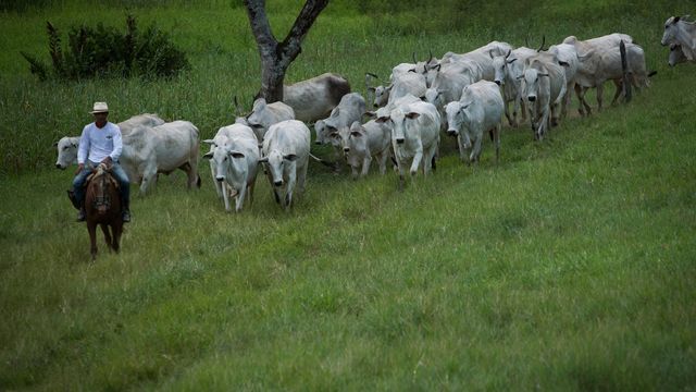 Calendário sanitário personalizado: saiba como contar com essa novidade na fazenda