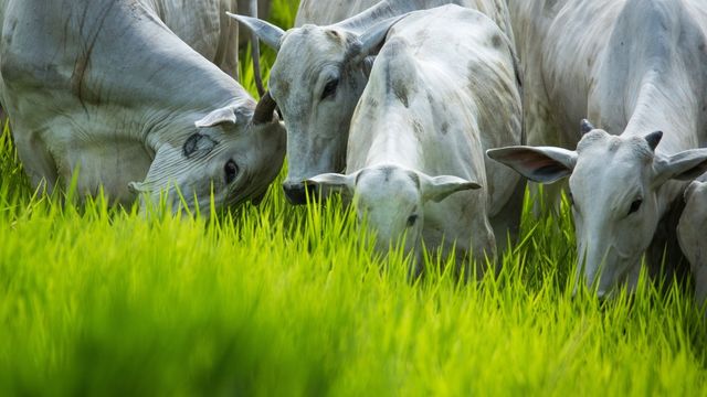 Capim milagroso não existe! Saiba por que o bom manejo de pasto ainda é a melhor opção