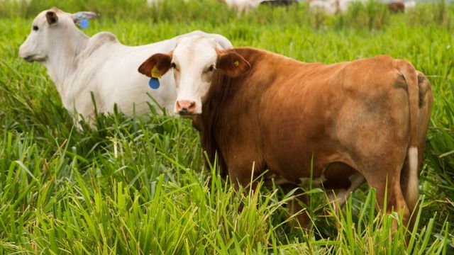 Saiba como simples manejos podem reduzir em 25% o custo da arroba produzida