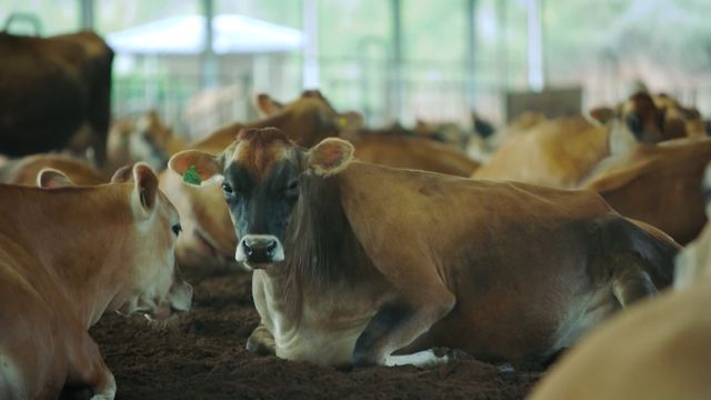 Vacas da raça Jersey em área de compost barn. Foto: Reprodução