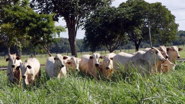 Bovinos a pasto com somreamento de árvores. Foto: Divulgação