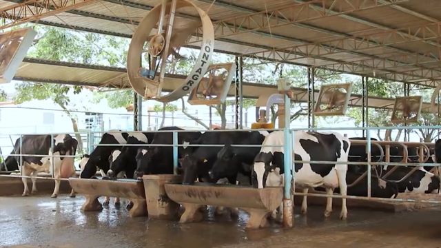 Lote de vacas holandesas. Foto: Reprodução