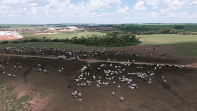 Vista área de confinamento na Agropastoril Paschoal Campanelli. Foto: Reprodução