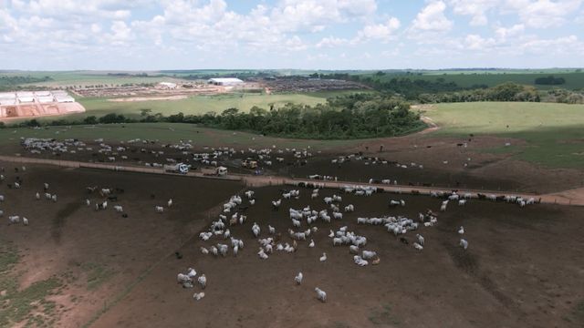 Alerta no confinamento: problemas de casco podem reduzir até 40% o GMD do gado