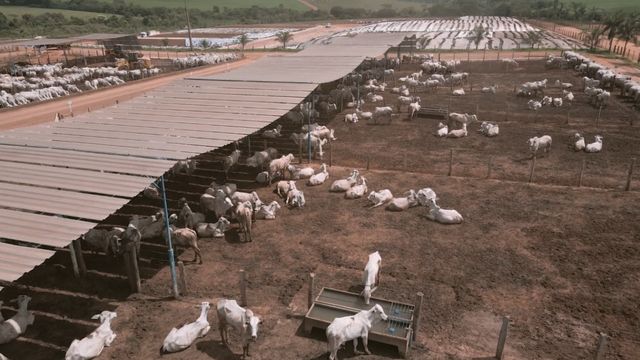 Problema de casco pode reduzir em 40% o GMD no confinamento