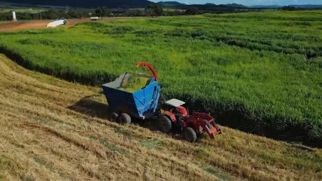 Capim Miyagi é bom para fazer silagem para o gado?