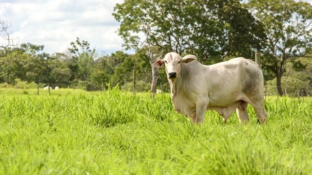 Após 4 anos, Dinapec volta com todo gás para debater inovações com pecuaristas de corte