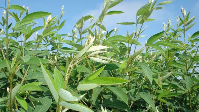 Leguminosas no pasto: quais variedades possuem boa viabilidade no Nordeste?