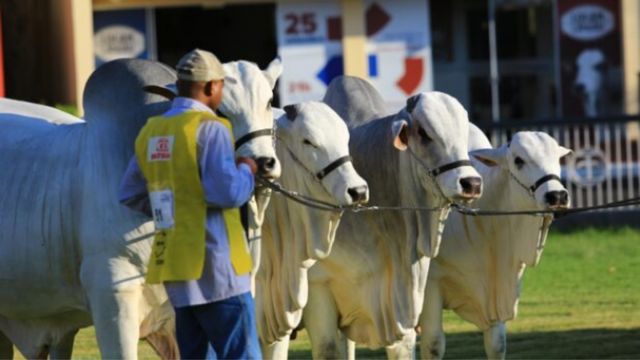 Zebu: saiba o panorama e a evolução genética que forma o rebanho brasileiro