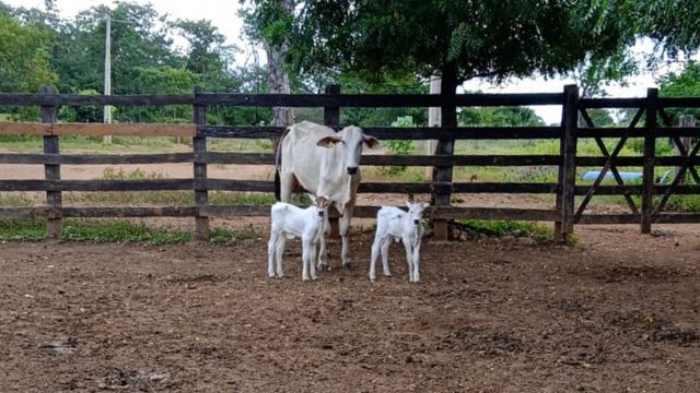 Parto gemelar: fazenda está com muita incidência. Saiba o que pode ser