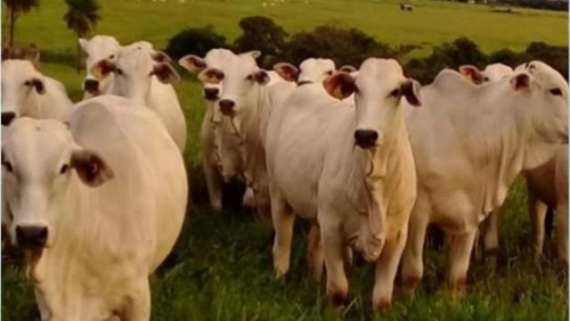 Lote de novilhas Nelore em área de pastagem. Foto: Divulgação