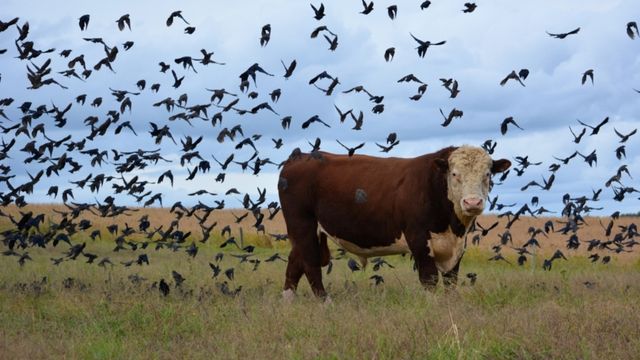 Pecuária orgânica: sistema mostra que o boi não é o vilão do meio ambiente