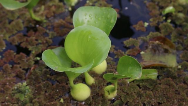 Detalhe de iguapé em açudes de água para o gado. Foto: Divulgação