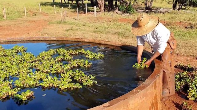 Planta aquática é boa opção para limpar e filtrar a água do gado?