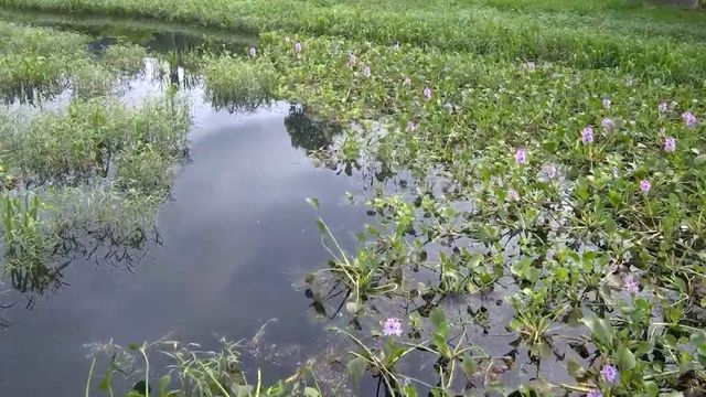 Plantas aquáticas: dica simples controla o crescimento delas no açude da fazenda