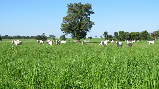 Área de pasto com bovinos. Foto: Divulgação/Rally da Pecuária