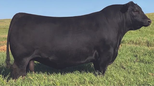 Touro SAV America 8018. Fonte da foto: Herbster Angus Farms