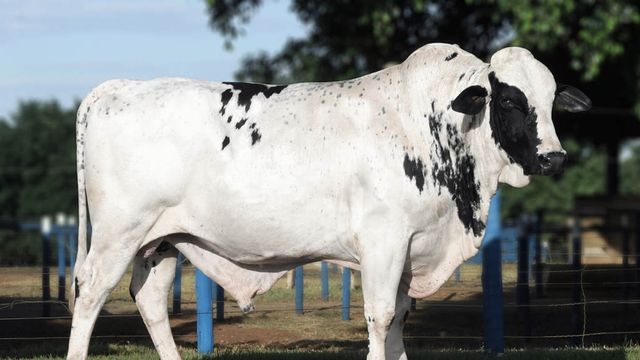 Exemplar de touro Girolando. Foto: Divulgação