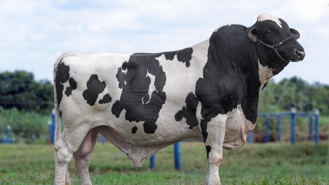 Exemplar de touro Girolando. Foto: Divulgação
