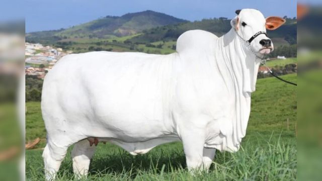 Vaca brasileira da raça Nelore é uma das mais caras do mundo