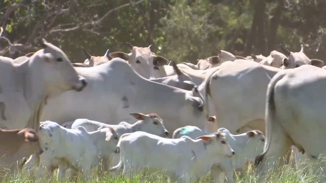 Conheça as três doenças que podem matar o seu bezerro